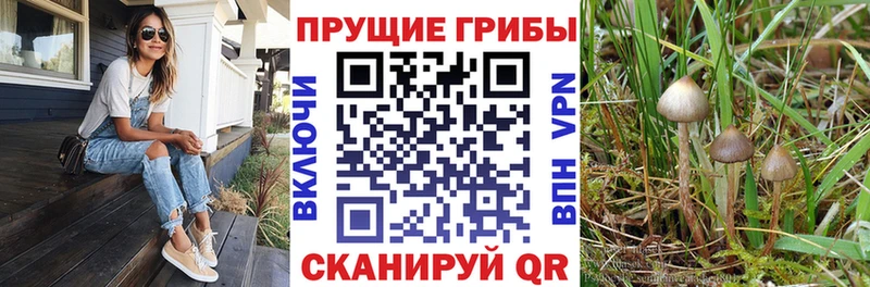 Галлюциногенные грибы Psilocybe Купить где Трубчевск
